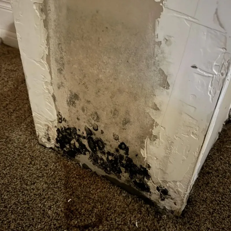 Professional Mold Removal in Bentonville, AR